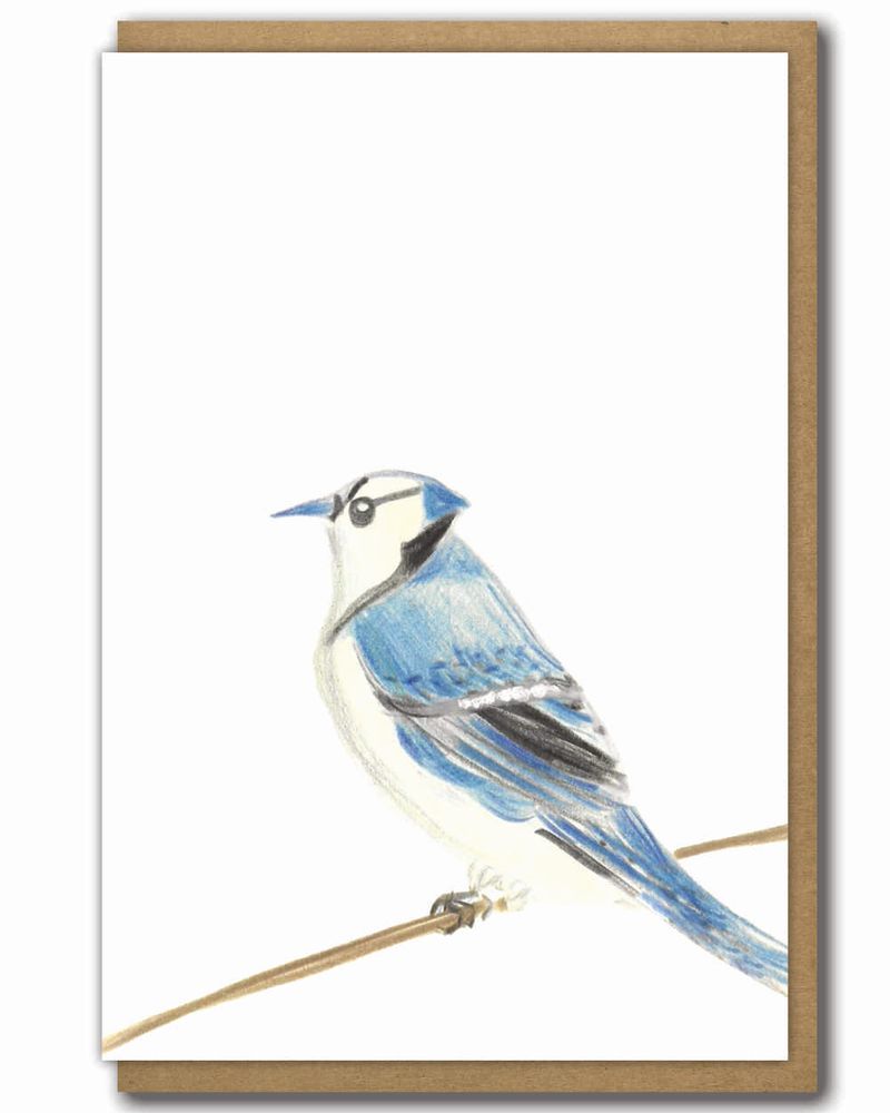 Greeting Card Bird Bluejay