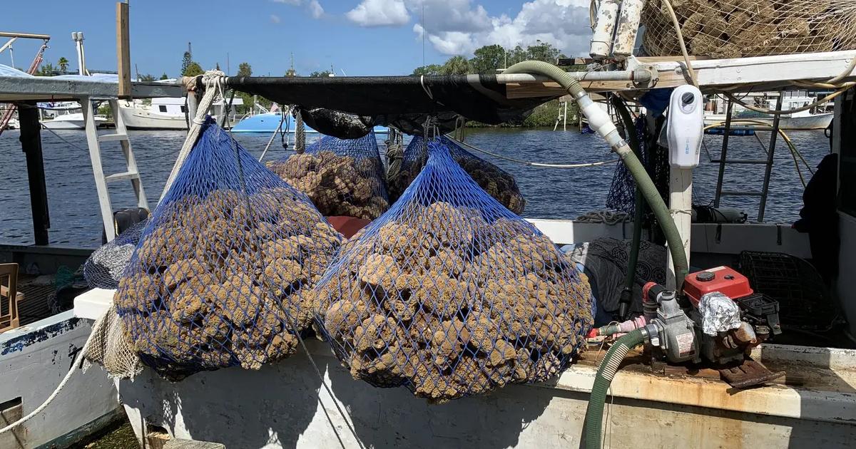 Natural sponges drying on a sponge boat in Tarpon Springs, Florida