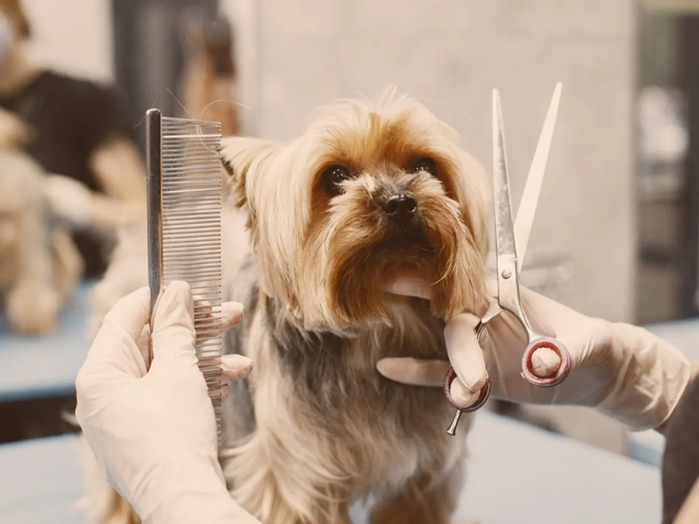 Hairy Dogs