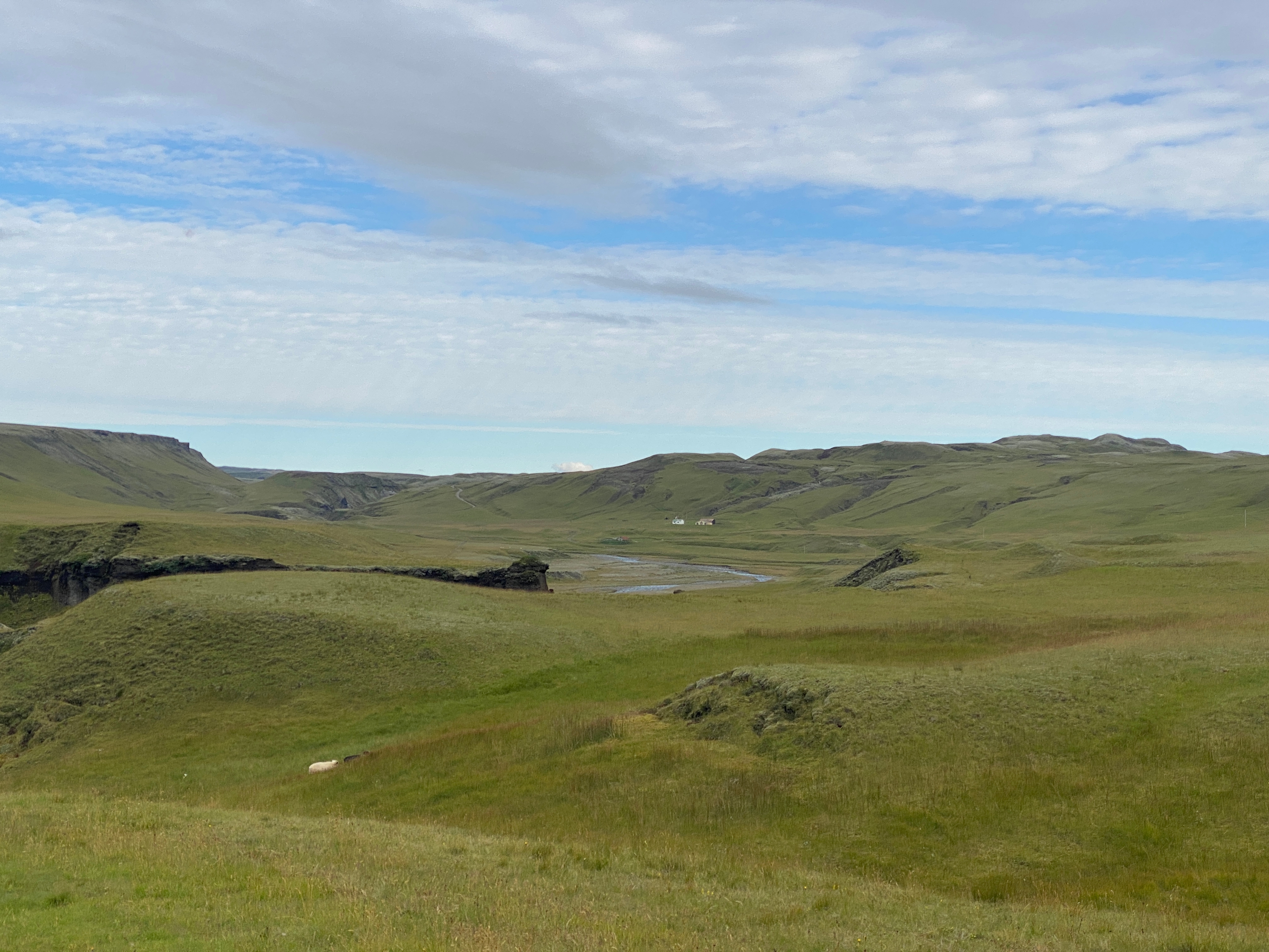 Meadow in Iceland