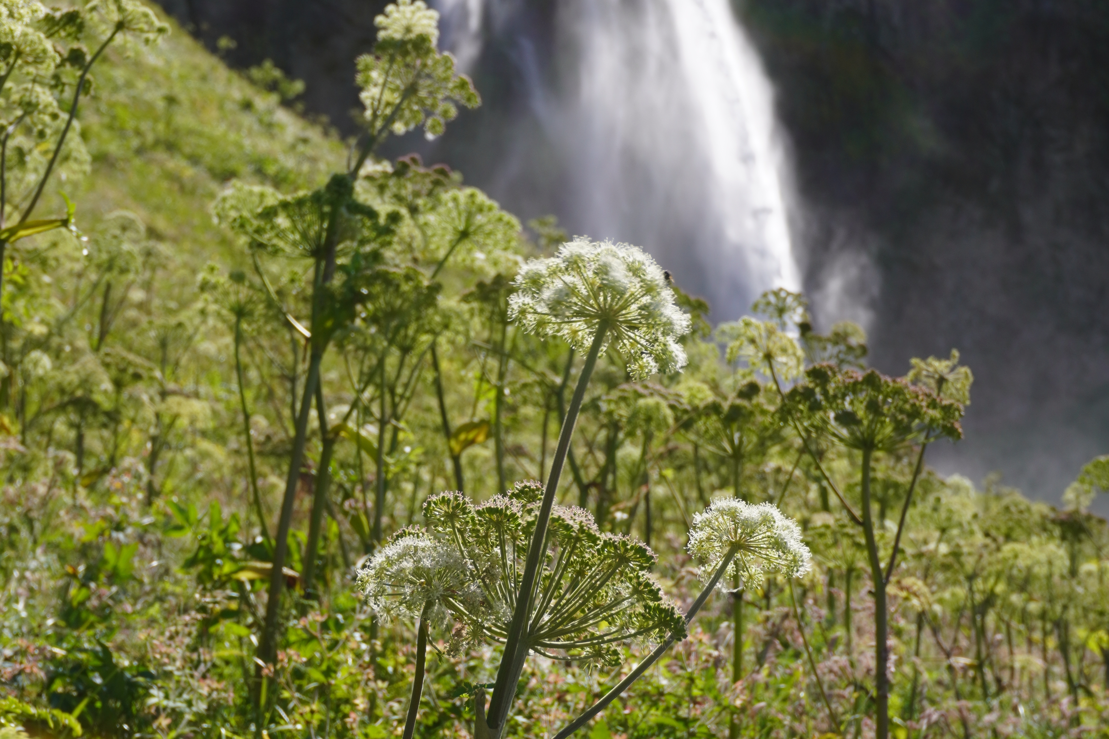 Flowers in front of Seljalandsfoss