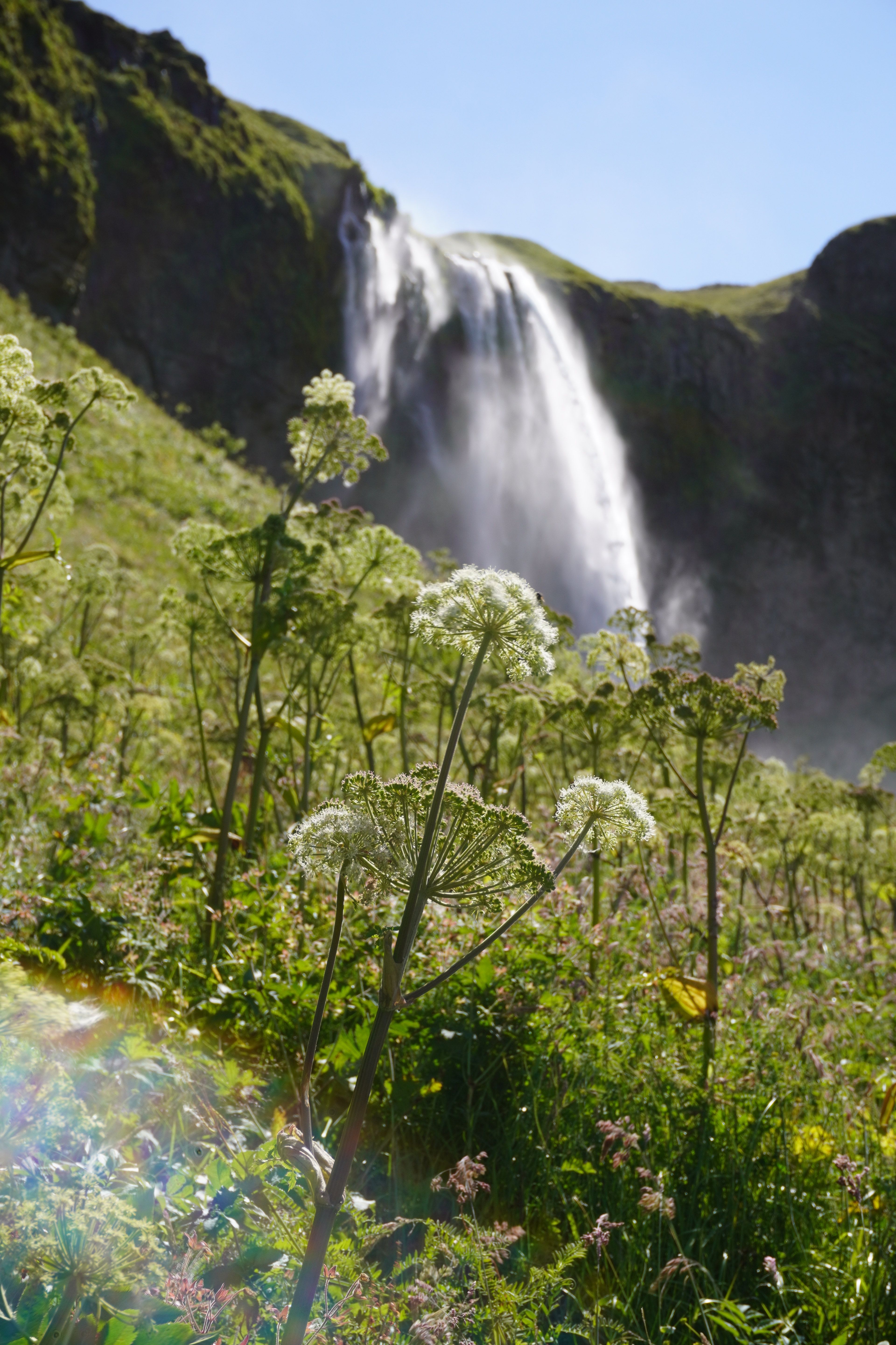 Flowers in front of Seljalandsfoss