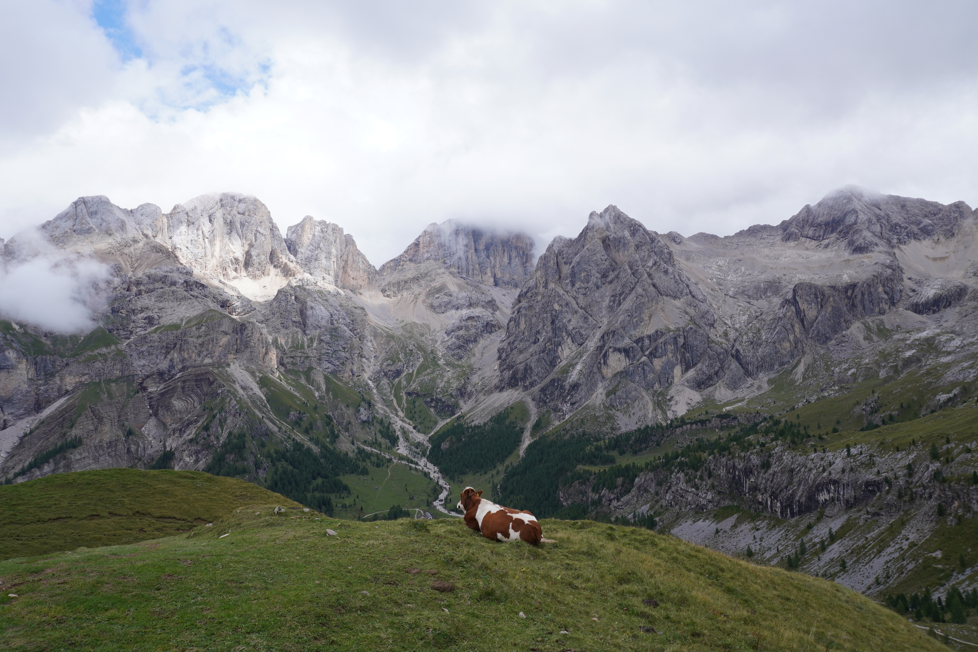 Cow in the Dolomites