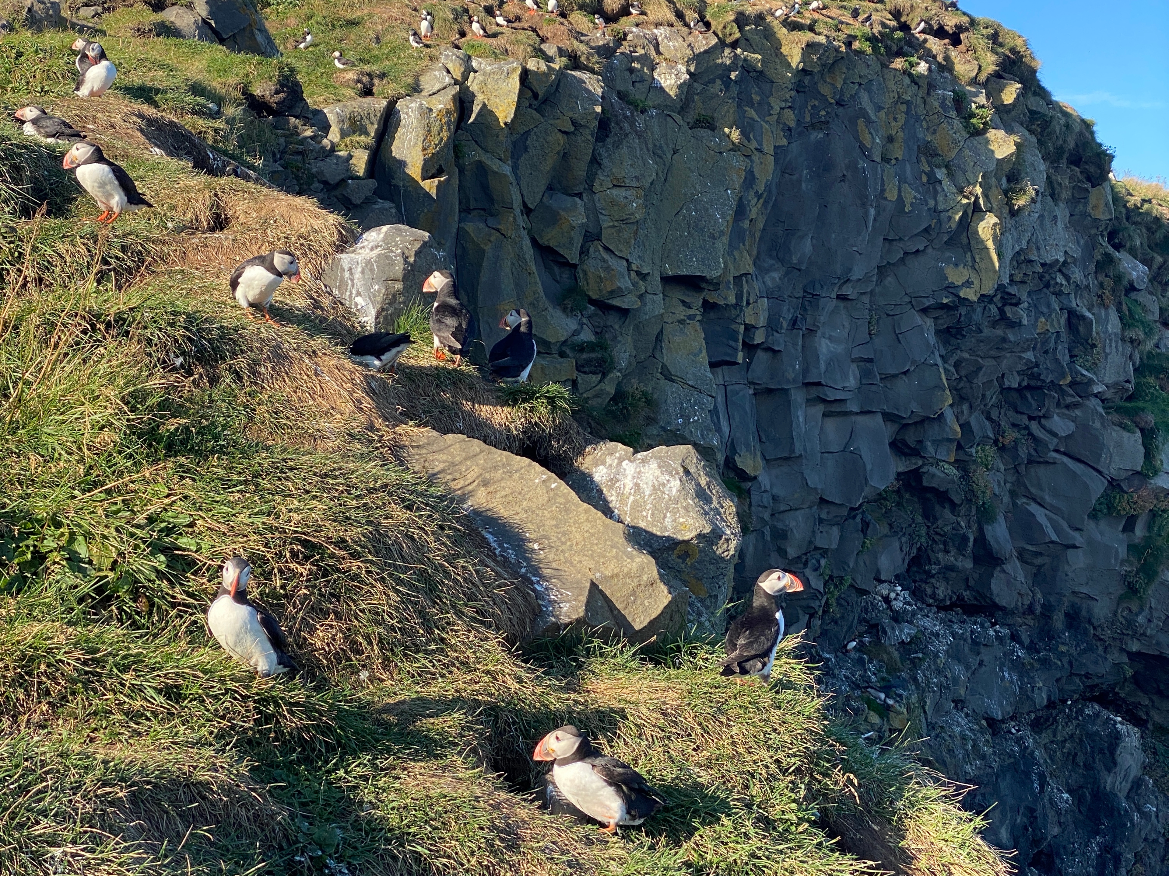 Puffins at Dyrholaey