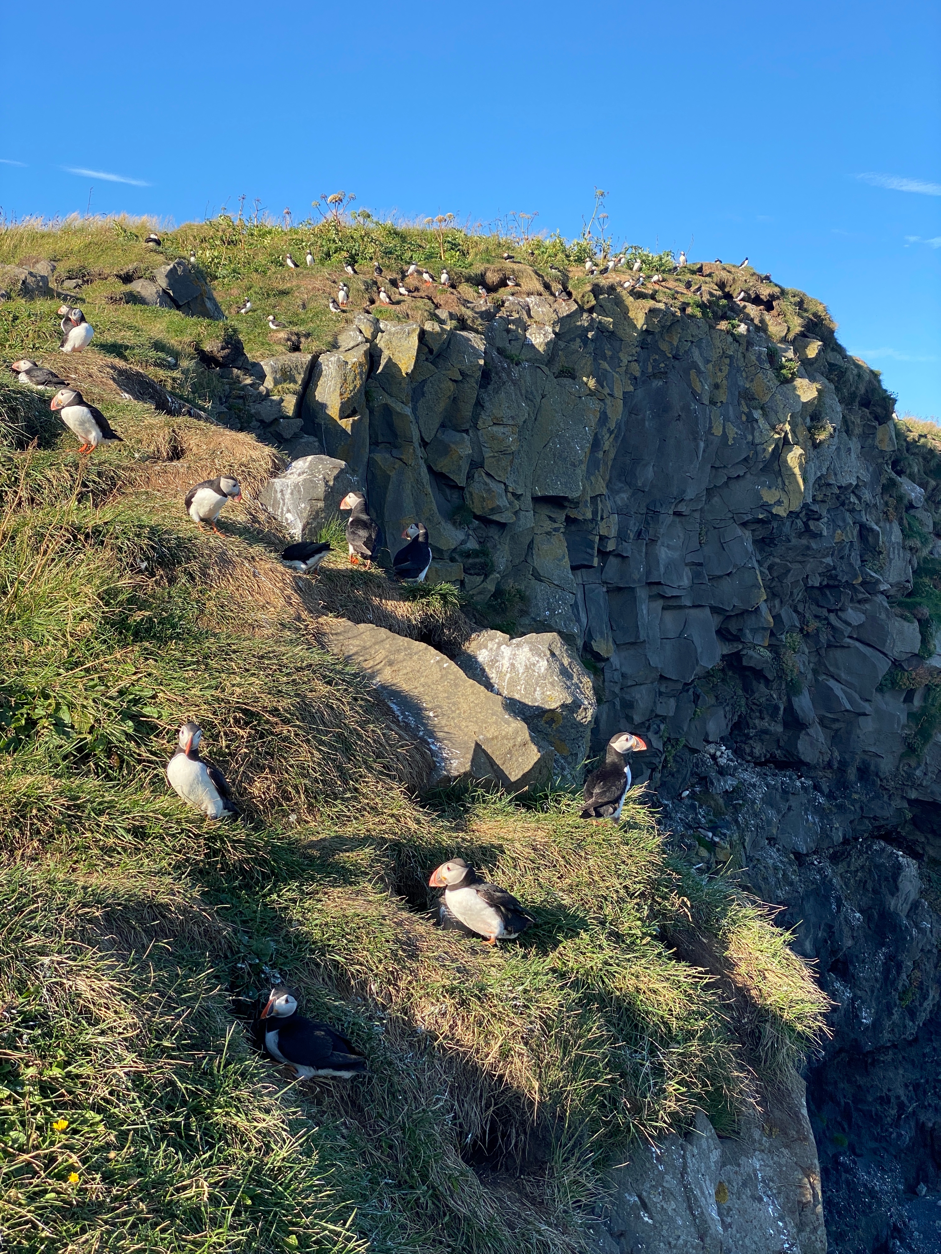 Puffins at Dyrholaey