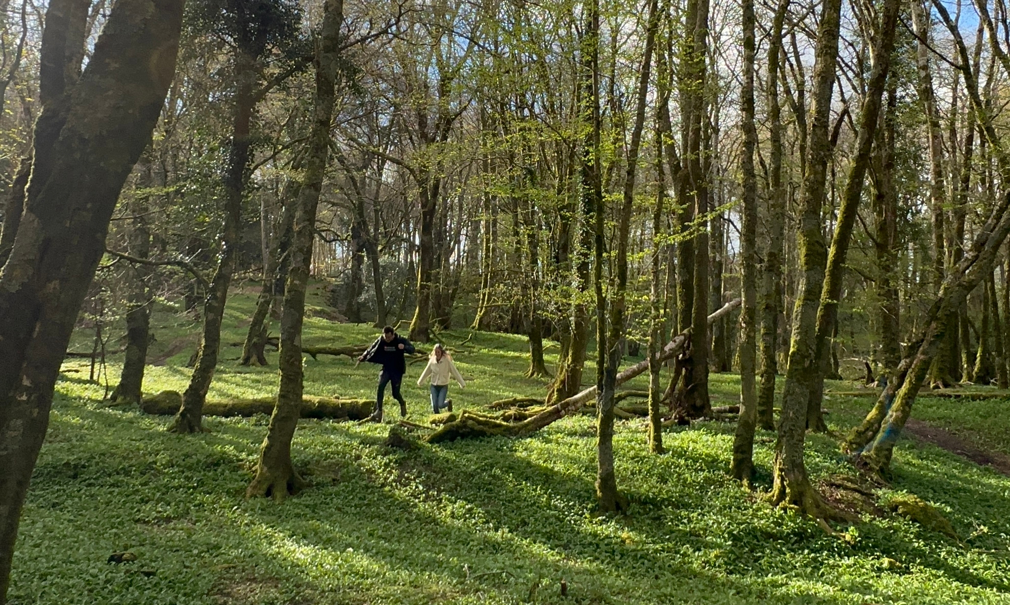 Irish woods