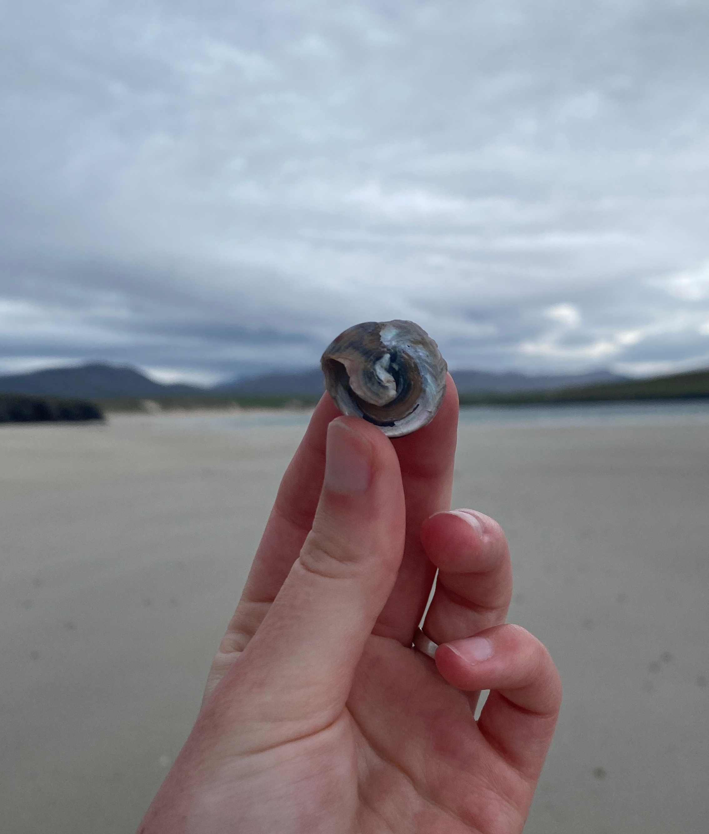 A shell from the beach