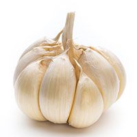 Garlic