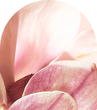 close up image of a water lily.