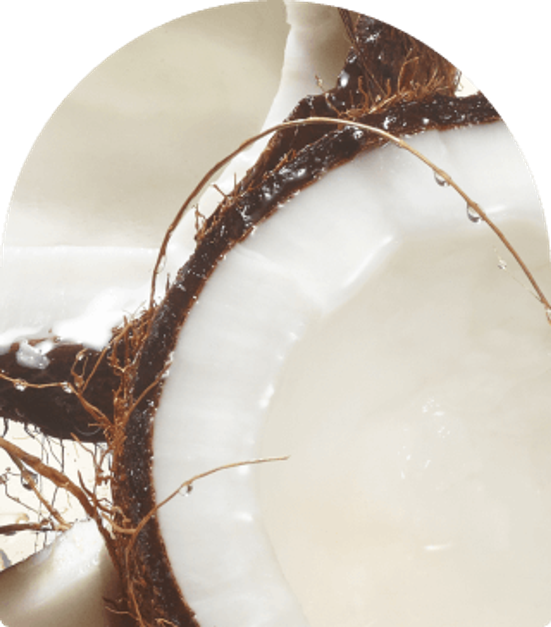 close up image of a coconut.
