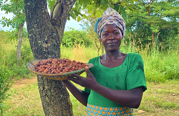 a Ugandan woman holds a bowl of shea nuts near a tree with a field in the background