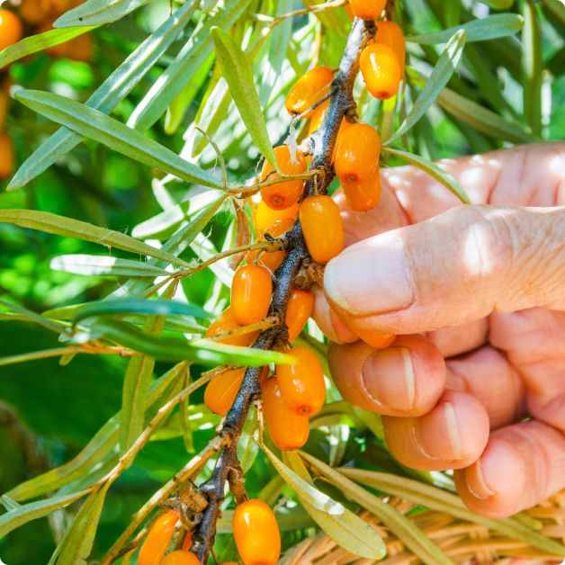 an image of sea buckthorn berries growing on a bush and a person's hand going to pick them