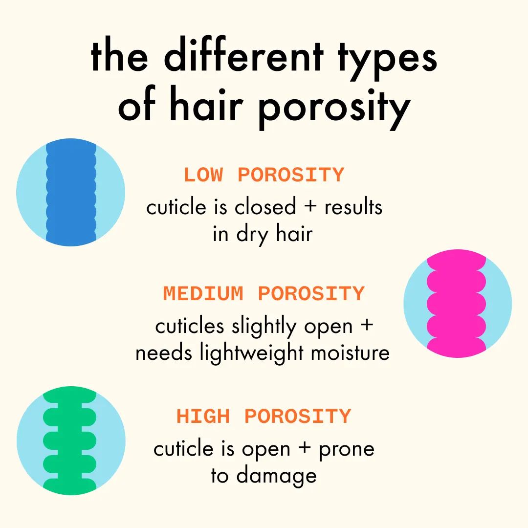 the different types of hair porosity graphic