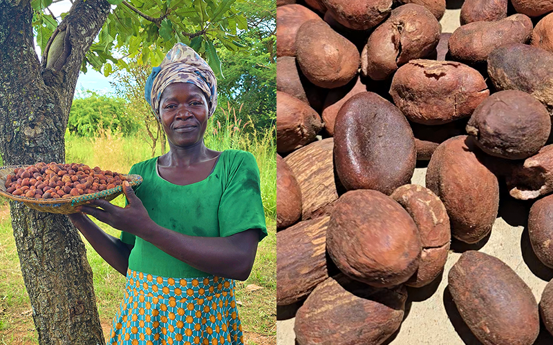 a Ugandan woman holds a bowl of shea nuts near a tree with a field in the background on the left. on the right- close up of shea nuts