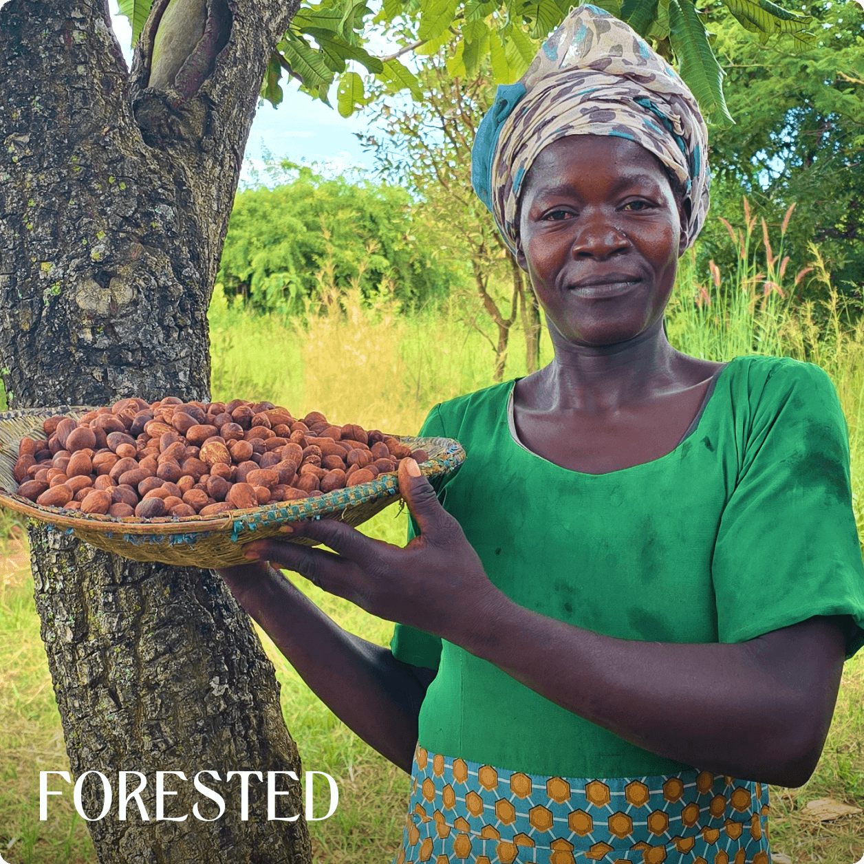 a Ugandan woman holds a bowl of shea nuts near a tree with a field in the background