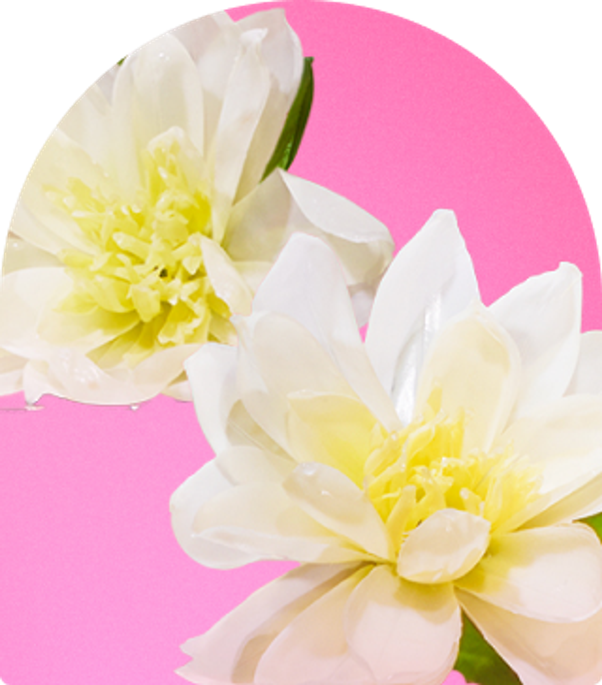image of water lily extract​ against a soft pink background.