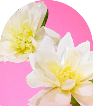 image of water lily extract
against a soft pink background.