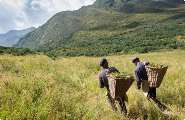 an image of two people walking in a field of sea buckthorn and carrying baskets on their backs filled with sea buckthorn berries