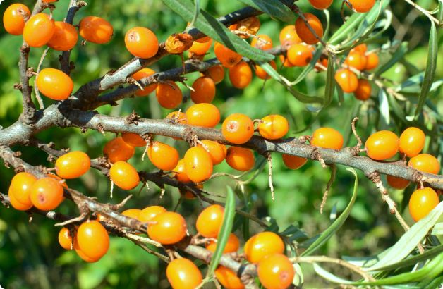 an image of sea buckthorn berries growing on a bush