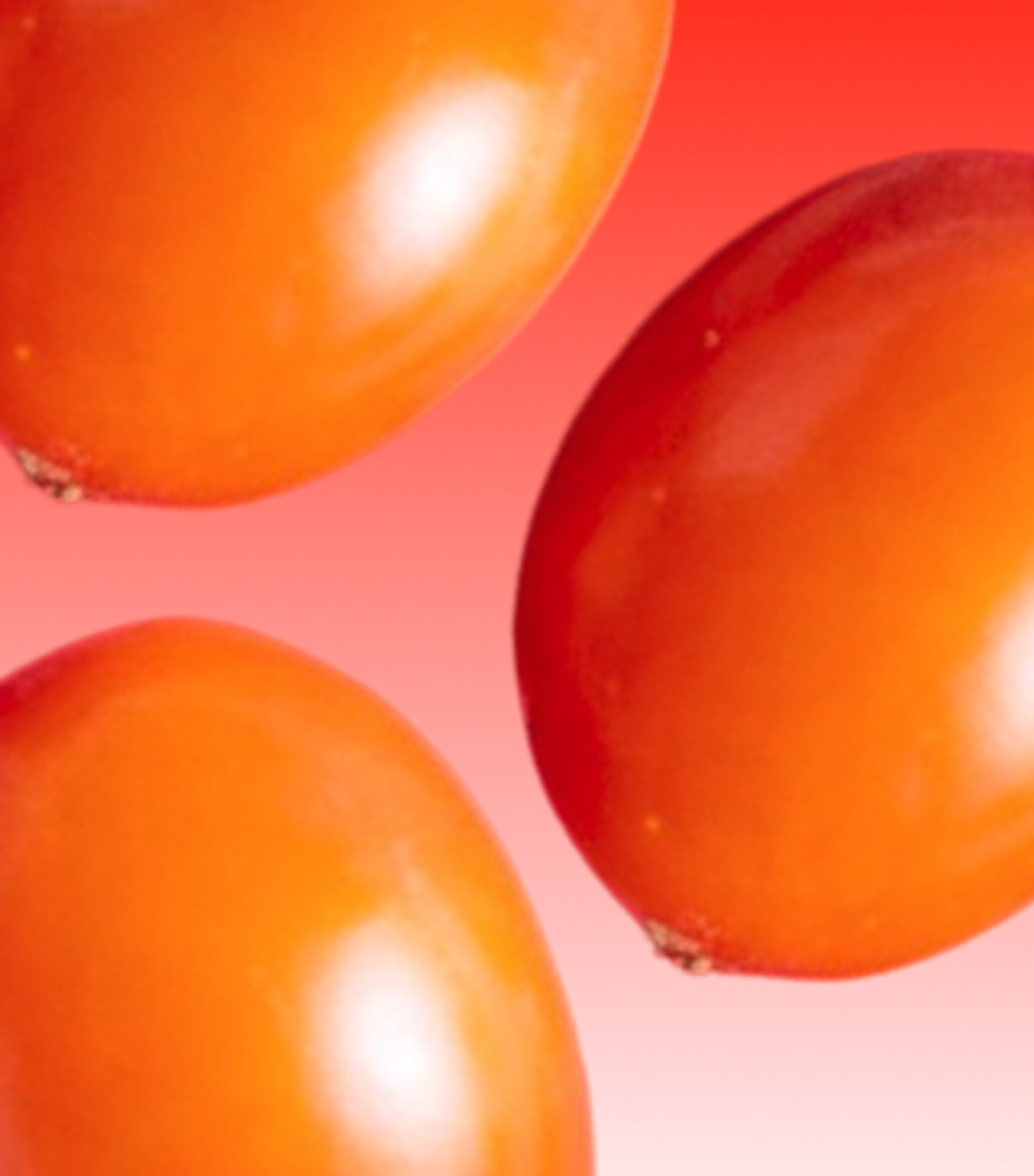 close up of sea buckthorn berries