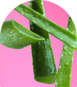 image of aloe leaf juice against a soft pink background.
