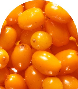 image of close up sea buckthorn berries for landing micro content.