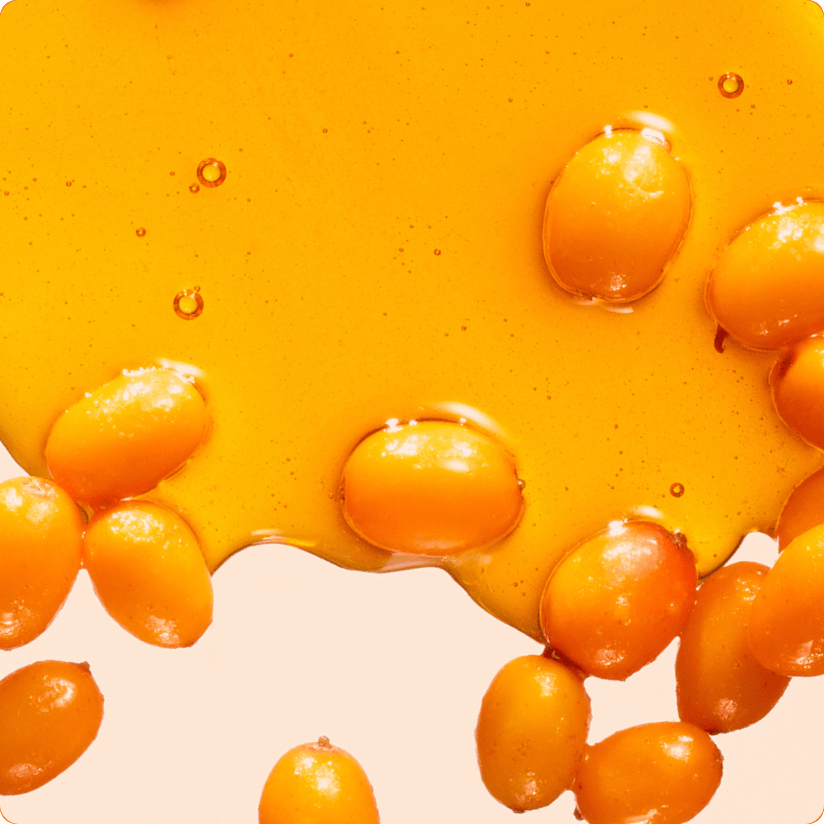 sea buckthorn berries on cream background