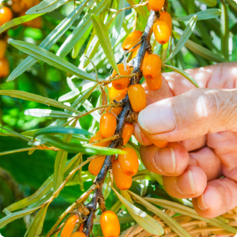 Image of hand holding a piece of sea buckthorn.