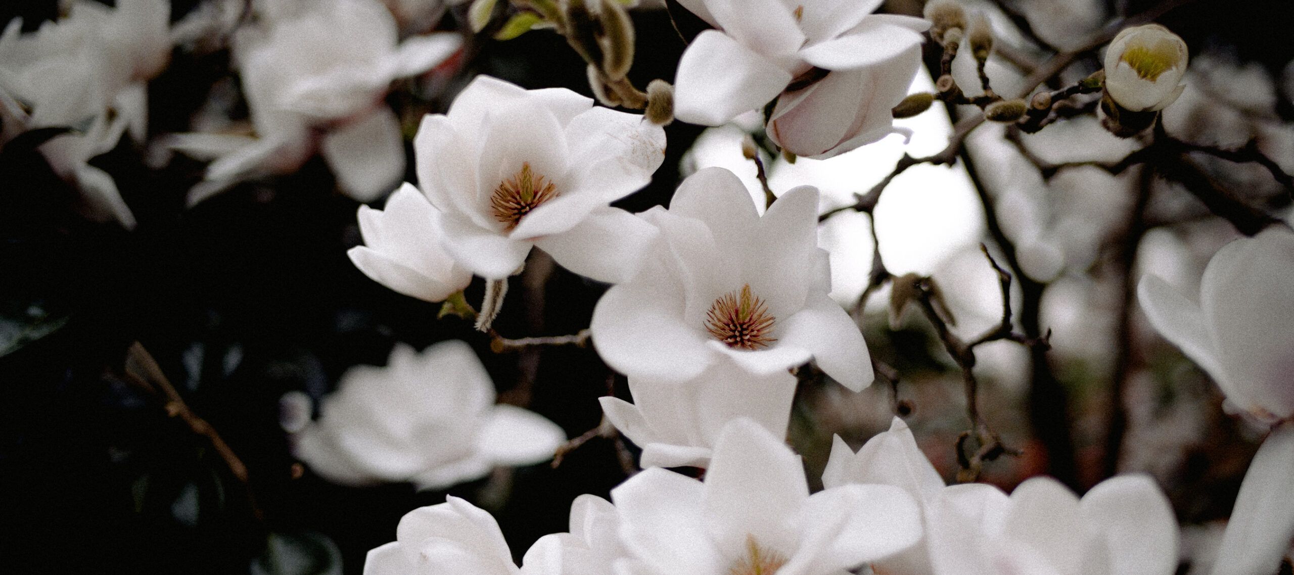 Consider the Flowers | Core Christianity