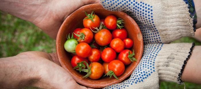 A bowl of tomatoes held by two pairs of hands
