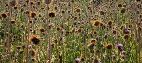 A field of thistles and weeds
