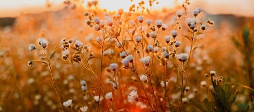 white flowers at sunset