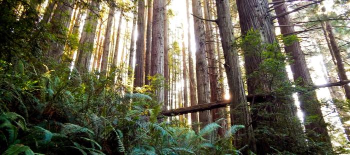 a forest filled with lots of tall trees