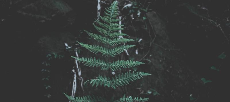 alt image text