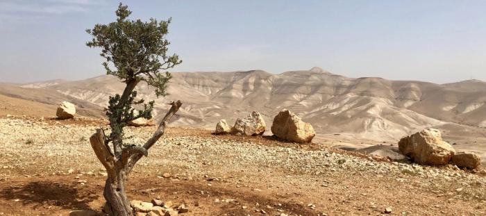 single tree standing in a desert in front of the mountains
