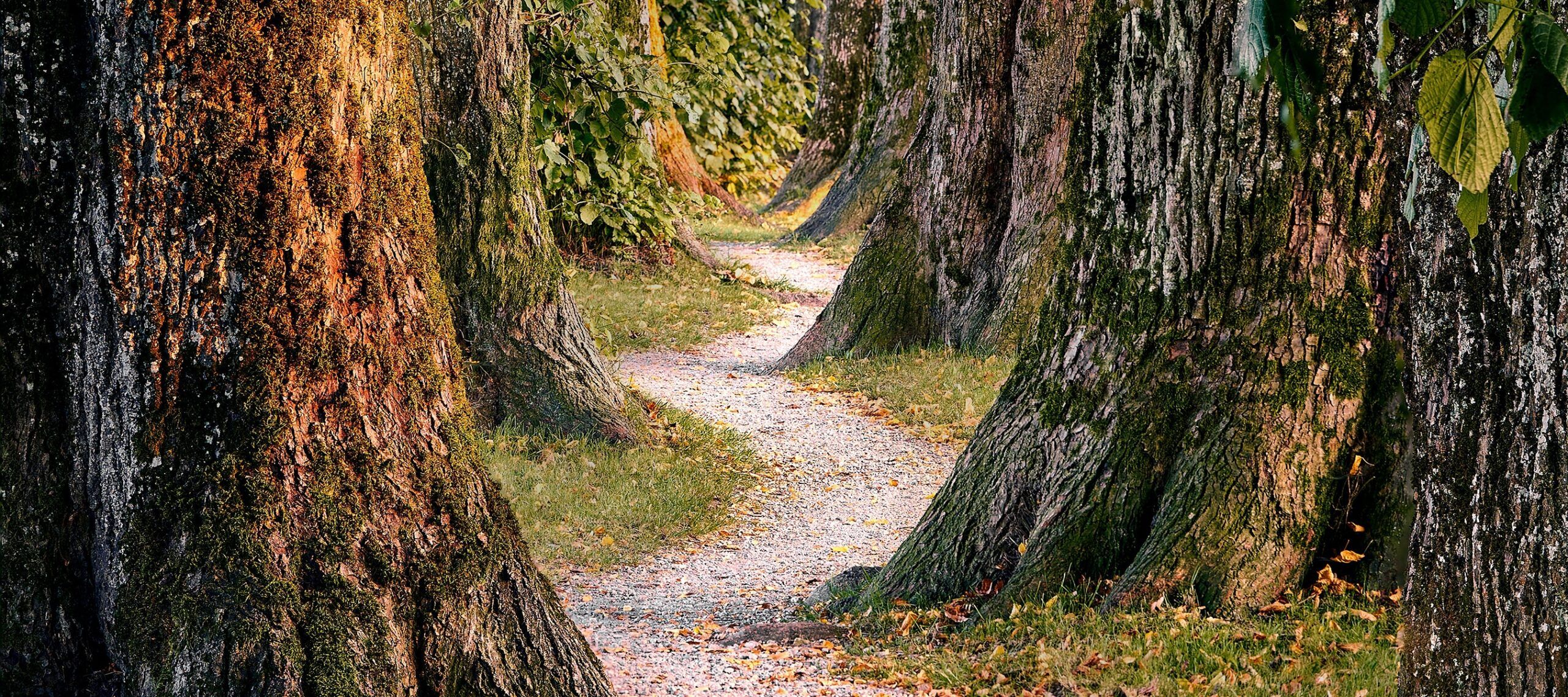 Wisdom Pathway The Pathway to Wisdom | Core Christianity
