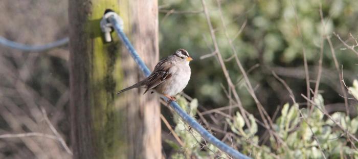 a small bird perched on top of a wooden pole