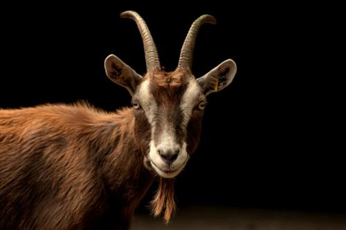 CC- A brown horned goat looks at the camera against a black background.