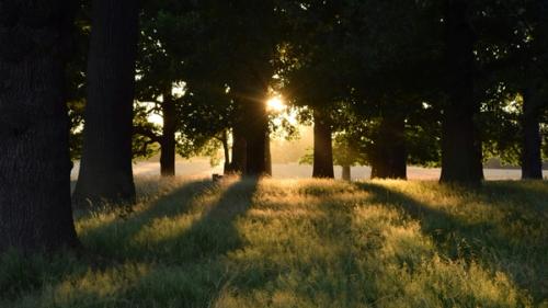 Sunlight shining through a stand of mature trees in a grassy meadow.