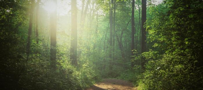 green trees on forest during daytime