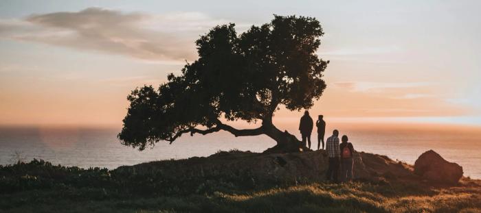 silhouette of tree on green grass field during sunset
