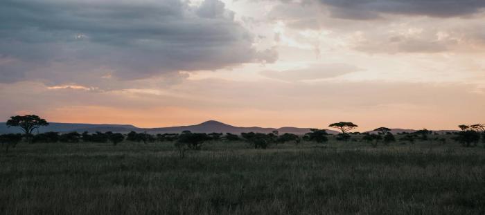 view of grasslands in africa at sunset 