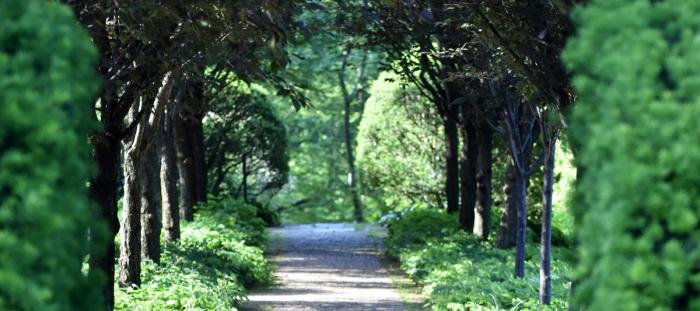 concrete pathway between green trees