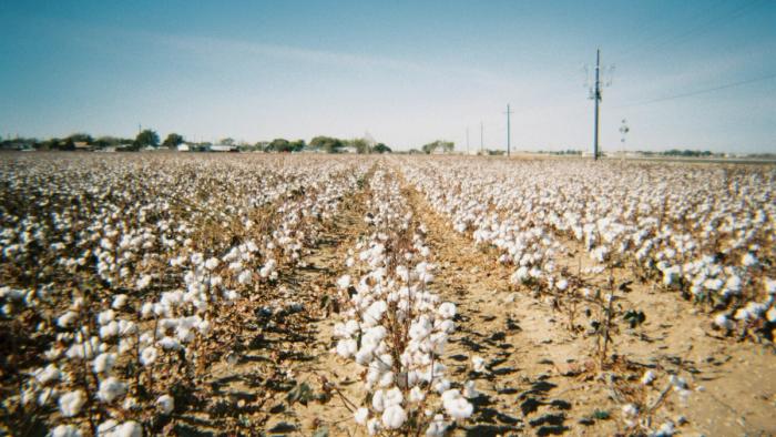 Rows of cotton plants in a dusty field under a hot sunny sky.