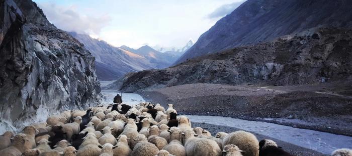 Flock of sheep in the Indian Himalayas.