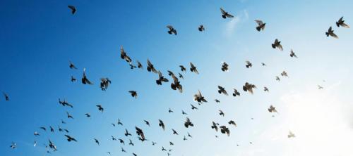 flock of bird flying in sky