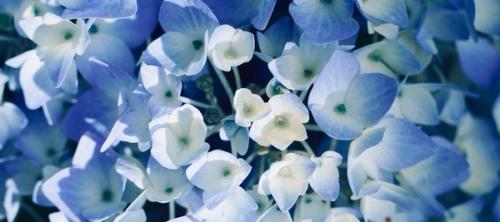 Blue and white hydrangea flowers