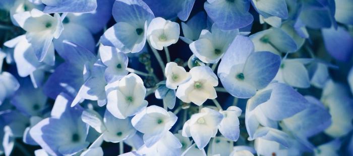 Blue and white hydrangea flowers
