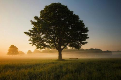 CC- A large tree stands in a grassy field at sunrise with a small bench planted to its side.