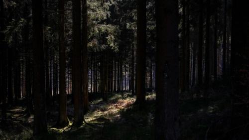 A dark forest of trees with sunlight shining through.